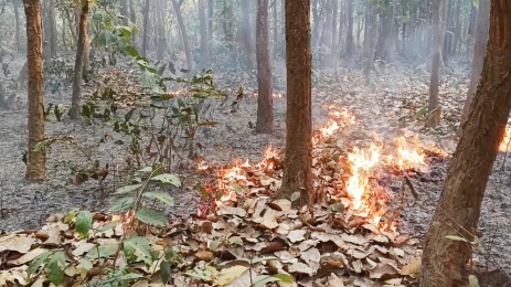 পাহাড়ের বনভূমিতে আগুন জ্বালিয়ে দিচ্ছেন দুর্বৃত্তরা , হুমকিতে জীববৈচিত্র্য 