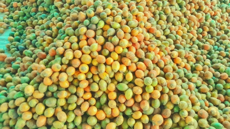 লালমনিরহাটে ফলন কমেছে সুপারির, বেড়েছে দাম