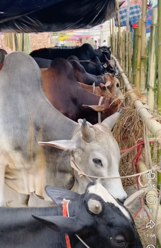 লোকসানের ভয়ে মিরপুর গরুর বাজারের নিলামে যাচ্ছে না ইজারাদার 
