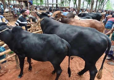 চৌগাছার পৌর পশুহাট নিয়ে ষড়যন্ত্র যেন থামছেই না