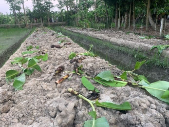 পিরোজপুরের ইন্দুরকানীতে কৃষকের ২ শতাধিক কলাগাছ কেটে ফেলার অভিযোগ।