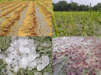 যশোরে চৌগাছায় হঠাৎ শিলা বৃষ্টি 