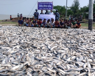 হাতিয়ায় কোস্ট গার্ড ও মৎস অধিদপ্তরের  অভিযানে বিপুল পরিমাণ  ইলিশ জব্দ।