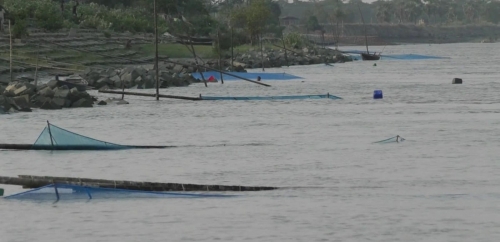 বরগুনায় নিষিদ্ধ জালে ধ্বংস হচ্ছে রেনু পোনা
