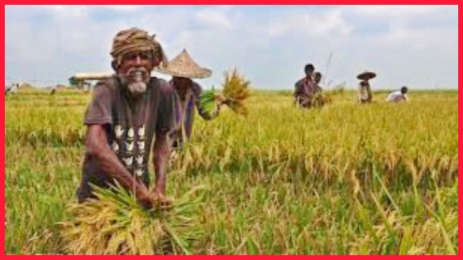 শ্রমিক সংকট, ধান কাটতে বিপাকে কৃষক, মণে বেশি না দিলে হচ্ছে না বিক্রিও