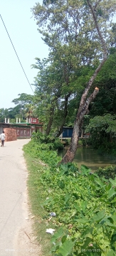 নলছিটিতে সড়কের পাশের গাছ অনুমতি ছাড়া বিক্রি করলেন গ্রাম পুলিশ