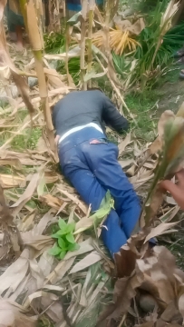 সুপারি গাছ ভেঙে চোরের মর্মান্তিক মৃত্যু, এলাকায় চাঞ্চল্য