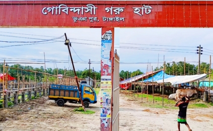 ভূঞাপুরে ক্রেতা-বিক্রেতা শুন্য ঐতিহ্যবাহী গোবিন্দাসী পশুর হাট!