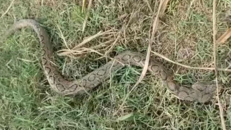 পাংশার ধানক্ষেতে ‘রাসেলস ভাইপার’, আতঙ্কে কৃষকেরা পিটিয়ে মা র লেন