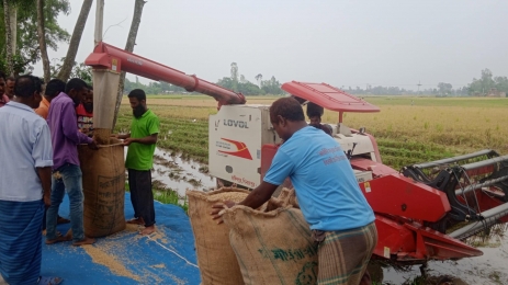পানি কমলেও ‘হতাশ’ কৃষকরা, আধুনিক যন্ত্রে তুলছেন ধান