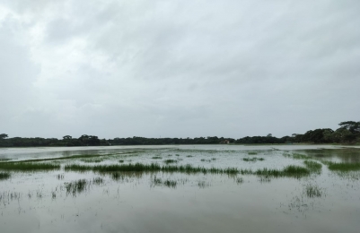 ভারী বৃষ্টিতে জলাবদ্ধতা, পানির নিচে আউশের খেত ও আমনের বীজতলা