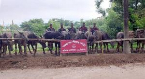 বিজিবির পৃথক পৃথক অভিযানে কোটি টাকার মহিষ আটক 