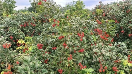 লিচুর মতোই স্বাদে ভরপুর রাম্বুটান, বাণিজ্যিক চাষে ভালুকায় ব্যাপক ফলন