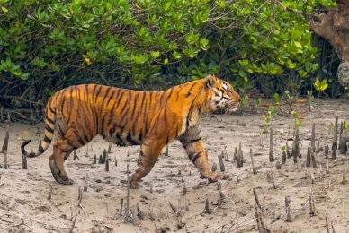 সুন্দরবনে বাঘ বেড়ে ১২৫, এক দশকে বৃদ্ধি ১৯টি