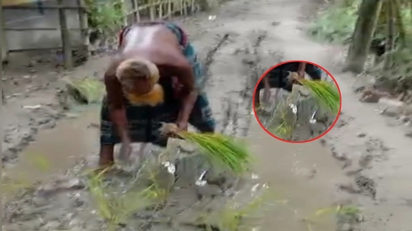 সড়ক যেন চাষের জমি, ধানের চারা লাগিয়ে প্রতিবাদ