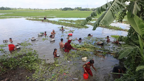পাবদা মাছের পিকআপ খাদে, কুড়াতে স্থানীয়দের হিড়িক