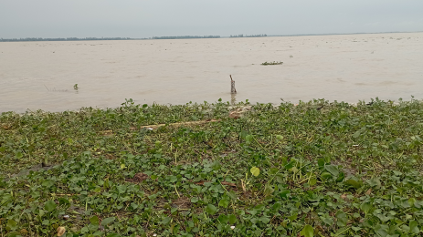 ফুঁসছে যমুনা, প্লাবিত হচ্ছে নিম্নাঞ্চল