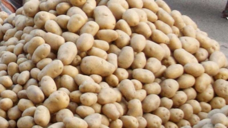 হিলিতে কেজিতে ৬-৮ টাকা বাড়ল আলুর দাম