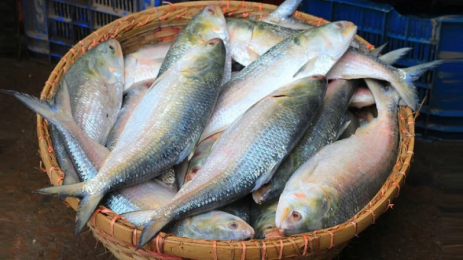 ইলিশের সরবরাহ বাড়লেও দামে হতাশ ক্রেতা