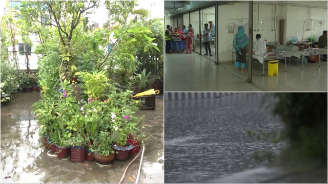 থেমে থেমে বৃষ্টির প্রভাবে বাড়ছে ডেঙ্গুর প্রকোপ