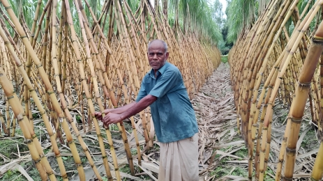 লালমনিরহাটে আখ চাষে নতুন সম্ভাবনা: চিনি কল চালু হলে কৃষকের মুখে হাসি
