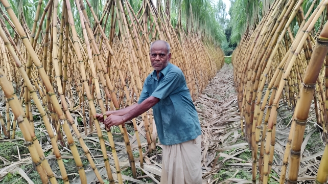 লালমনিরহাটে আখ চাষে নতুন সম্ভাবনা: চিনি কল চালু হলে কৃষকের মুখে হাসি