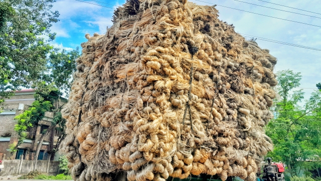 মৌসুমের শুরুতেই লাভজনক পাট, আশাবাদী চাষিরা