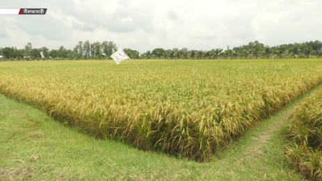 বীজ আলু উৎপাদনের খামারের পতিত জমিতে আউশের বাম্পার ফলন