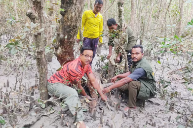 সুন্দরবনে হরিণ শিকারের নিষ্ঠুর কৌশল