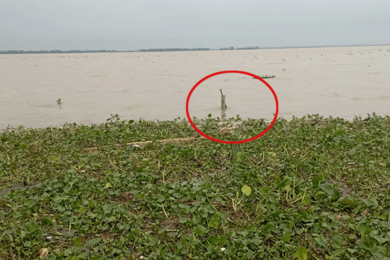 সিরাজগঞ্জে বাড়ছে যমুনার পানি