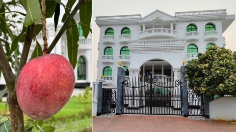 নিরাপত্তার চাদরে ঘেরা বাড়িটি থেকে, লাখ টাকার আমগাছ উধাও  