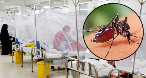 ডেঙ্গুতে ২৪ ঘণ্টায় ১২ জনের মৃত্যু