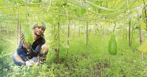 কুমিল্লাতে লাউ চাষে সফল দুই গ্রামের  কৃষক