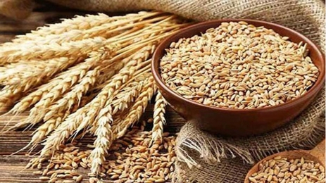রাশিয়া থেকে ৫২,৫০০ টন গম পৌঁছাল কুতুবদিয়ায়