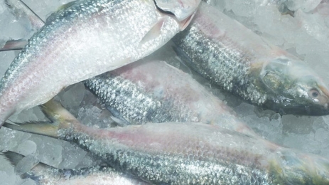 ভারতে রফতানি হলো ২০ কোটি টাকার ইলিশ।