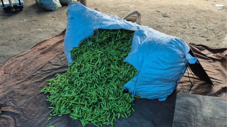 পাইকারিতে কাঁচা মরিচের ট্রিপল সেঞ্চুরি