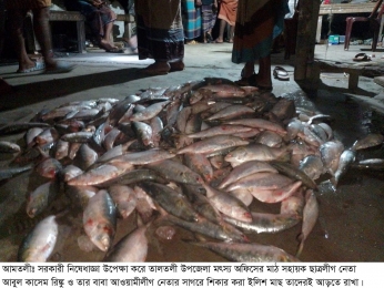 সরকারি নিষেধাজ্ঞা অমান্য করে মৎস্য কর্মকর্তার ইলিশ শিকার