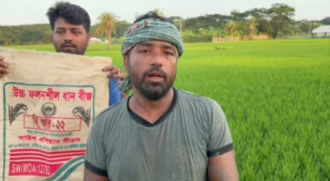নিম্নমানের বীজে পাথরঘাটায় শত শত একর জমির ধান নষ্ট