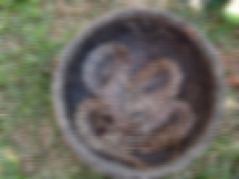 সাপের কামড়ে নবাবগঞ্জে একজনের মৃত্যু