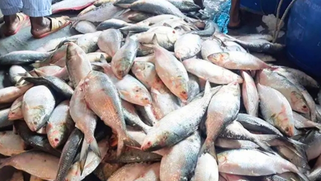 ভরা মৌসুমেও নদী ও সাগরে কমেছে ইলিশের সরবরাহ 