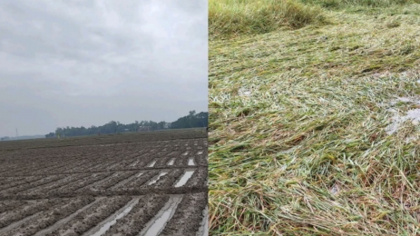 জয়পুরহাটে টানা বৃষ্টিতে কৃষিক্ষেত্রে ব্যাপক ক্ষতি — বিপাকে পড়েছেন কৃষকরা