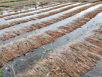 টানা বৃষ্টিতে উঠতি আমন ধানের ব্যাপক ক্ষতি, কৃষকের কপালে চিন্তার ভাঁজ