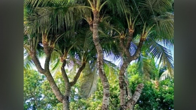 নাটোরে ১৩ মাথার নারকেল গাছ দেখতে দর্শকদের ভিড় 