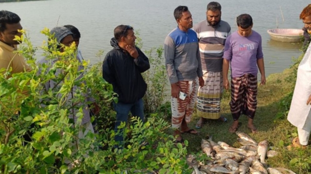 বিএনপি নেতার পুকুরে বিষ প্রয়োগে, দেড় কোটি টাকার মাছ মারা গেছে 