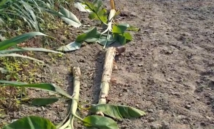 ফরিদপুরে রাতের আধাঁরে কৃষকের কলাগাছ নিধন ! 
