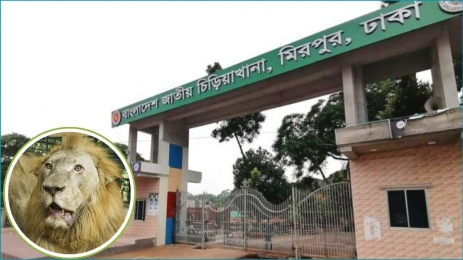 খাঁচা থেকে বেরিয়ে গেছে সিংহ, চিড়িয়াখানায় তীব্র উত্তেজনা 