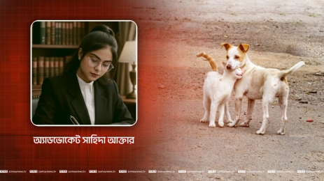 পথ কুকুর বা বিড়াল হত্যার অপরাধে, আইন কী বলে?    