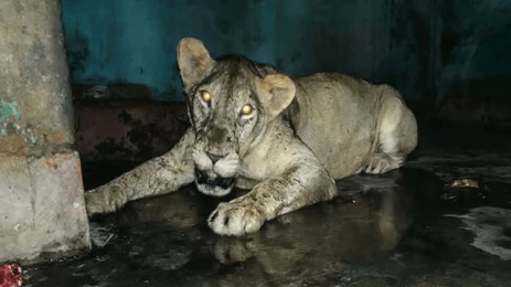 খাঁচা থেকে বেরিয়ে যাওয়া সিংহকে, আড়াই ঘণ্টার চেষ্টায় ঢোকানো হলো খাঁচায় 