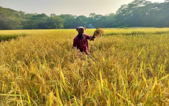 আমন ধানের বাম্পার ফলনে কৃষকের মুখে হাসি