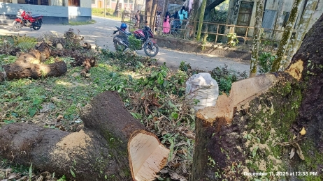 শেরপুর এটিআই ক্যাম্পাসে শতবর্ষী গাছসহ বহু গাছ কর্তন: প্রিন্সিপালের বিরুদ্ধে আইন লঙ্ঘনের অভিযোগ
